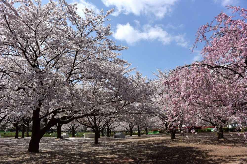 木场公园广大的园地中，可以看见不同的樱花盛开 ©木场公园