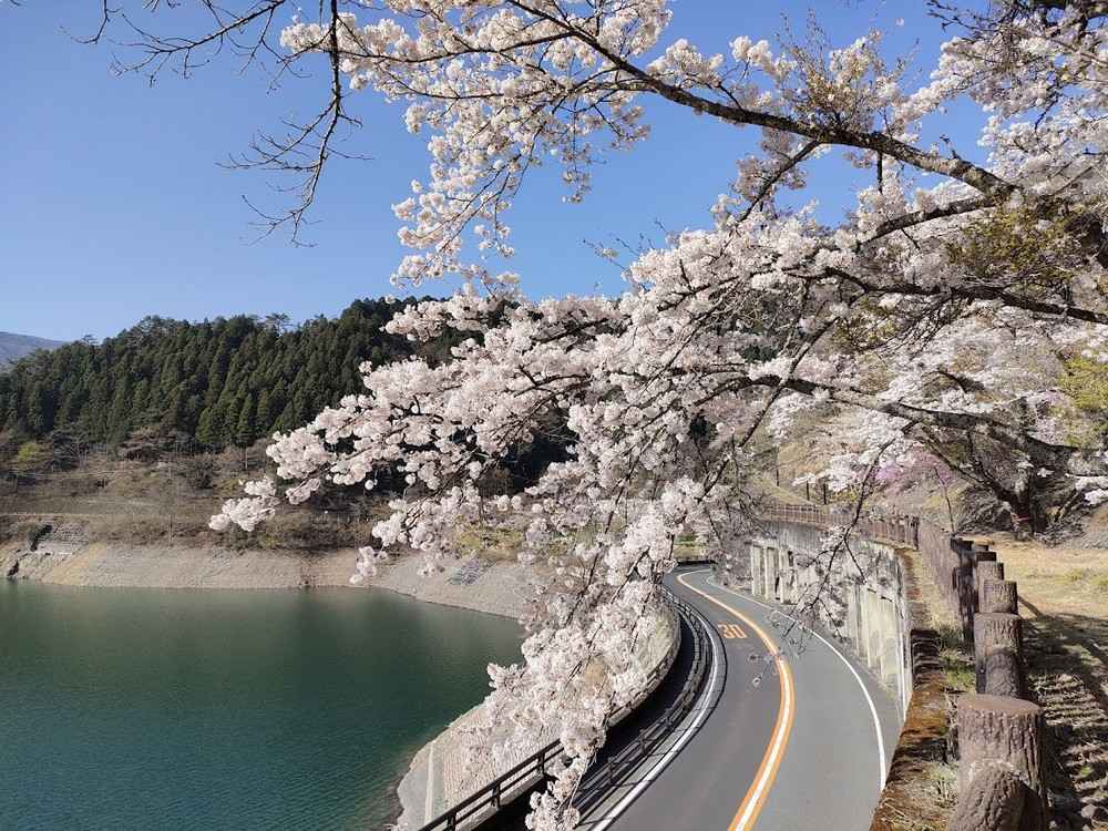 奧多摩湖邊的櫻花盛開，可在步道上盡情觀賞，也適合駕車遊覽 ©奧多摩觀光協會