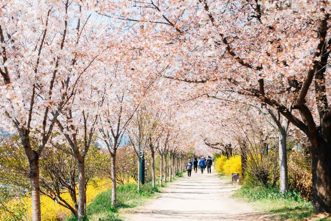 🌸陪你去看櫻花雨──燦星限定包機，來一趟春暖花開釜山行