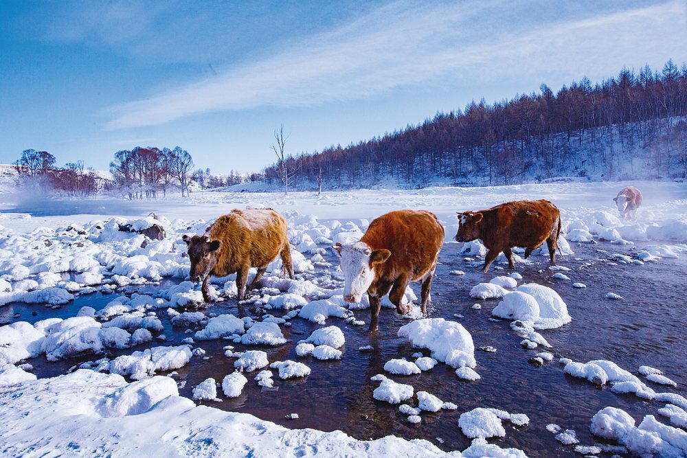 因為有地熱，部分河段冬季不結凍，牛群前來吃水草 ©阿爾山市文旅體局