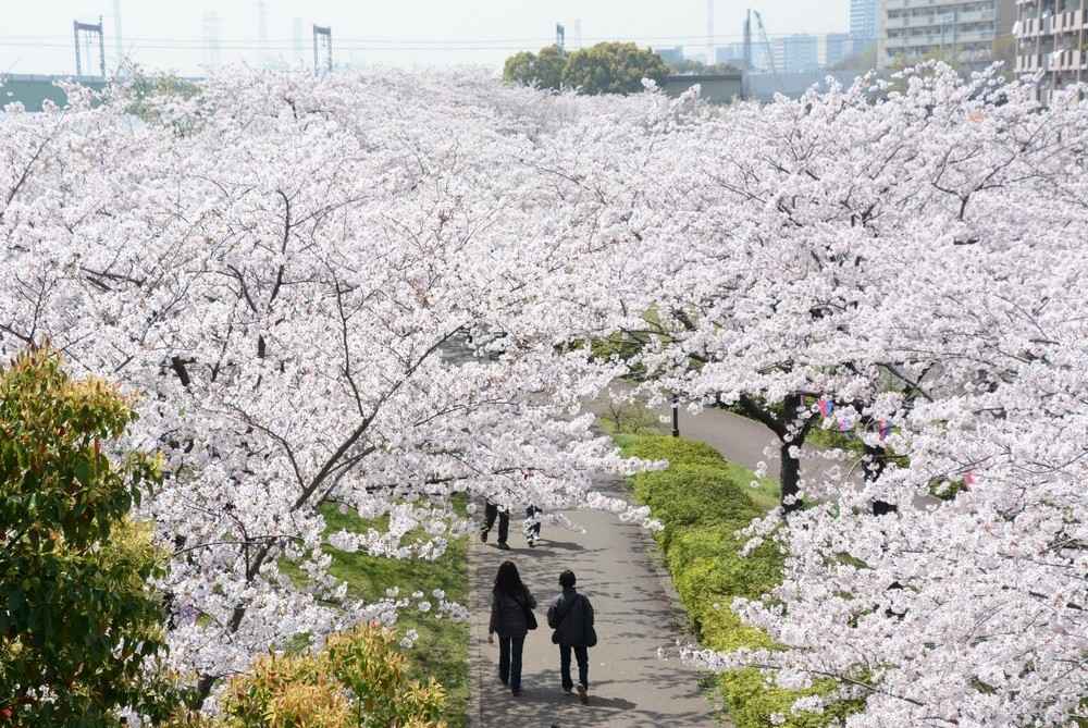 小松川千本樱樱花长廊绵延约2km，相当壮观 ©江户川区