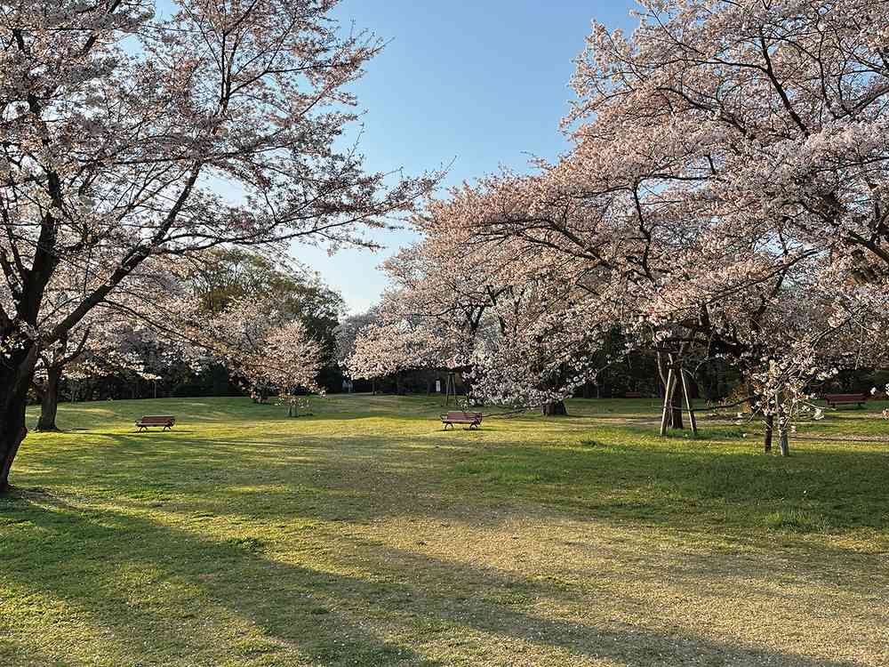 立川市昭和纪念公园是知名赏樱点 ©陈美郡