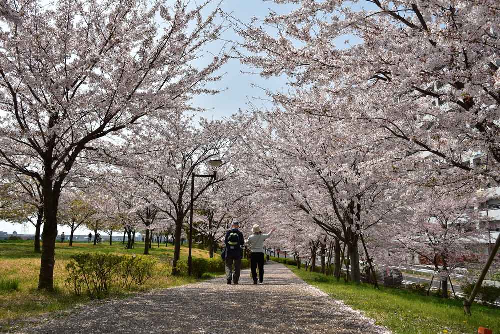 小松千本樱数量众多，花费十年种植而成 ©江户川区