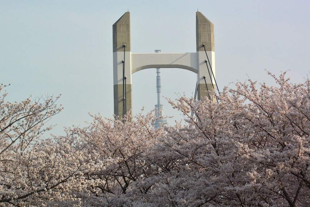 在木场公园可看到樱花、木场大桥与东京晴空塔交叠的同框画面 ©木场公园